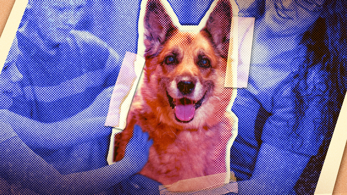 How to adopt a pet ethically