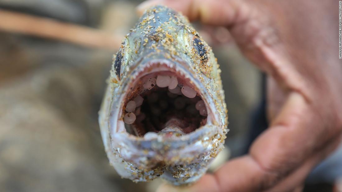 Two months after container ship sank, billions of plastic particles wash up on beaches
