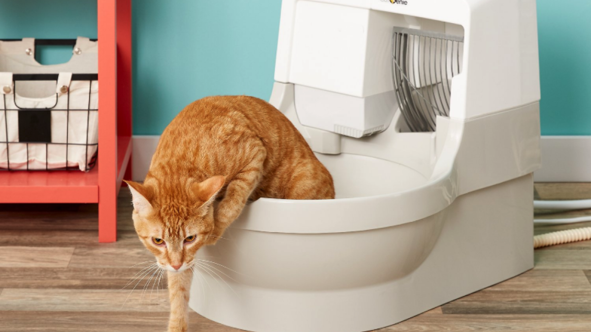 The best self-cleaning litter boxes to save you from the pain of scooping
