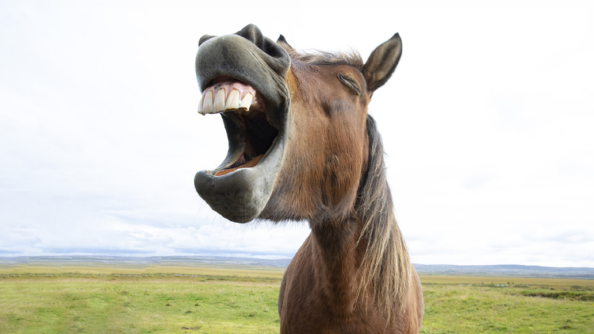 Very annoyed FDA begs people to stop taking horse drugs to treat COVID