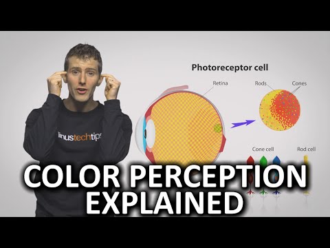 Why Do People See Colors Differently?