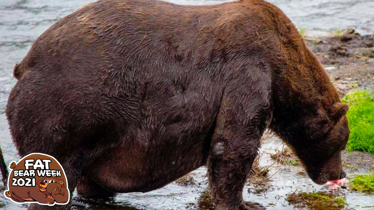 The Fat Bear Week contenders are here, and they're all impressively fat