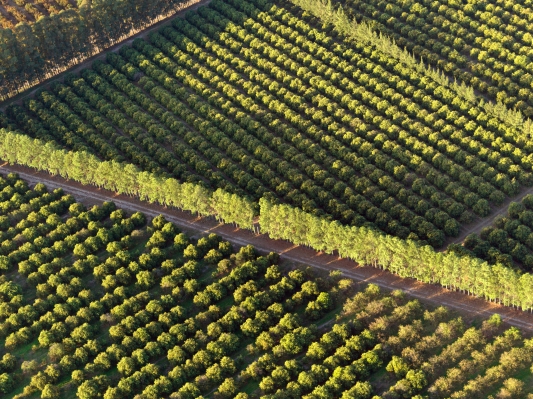 Latin America’s food paradox